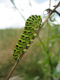 Swallowtail caterpillar