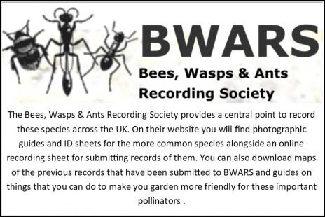 BWARS card8