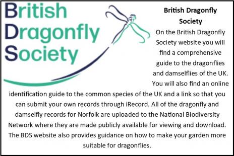 Fragonfly card5