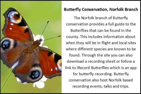 butterfly card final9