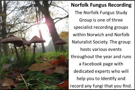 fungi card