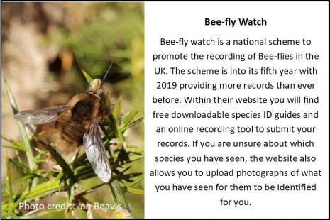 Bee fly card4