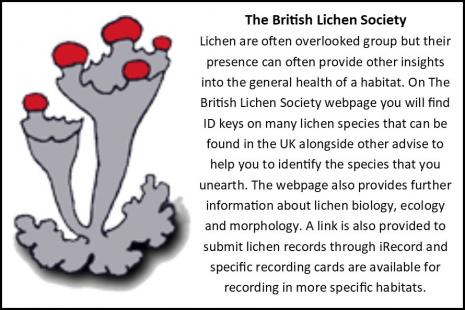 Lichen card2