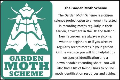 moth card final10