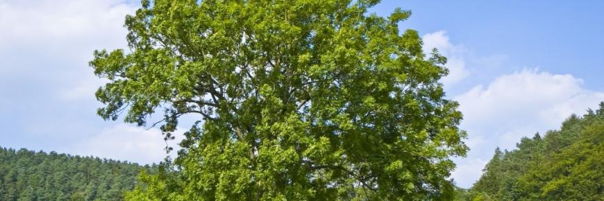 Ash Tree