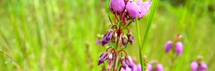 Bell Heather